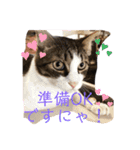 きじしろと黒猫3（個別スタンプ：10）