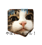 きじしろと黒猫3（個別スタンプ：11）