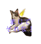 きじしろと黒猫3（個別スタンプ：12）