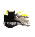 きじしろと黒猫3（個別スタンプ：13）
