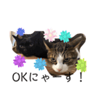 きじしろと黒猫3（個別スタンプ：14）