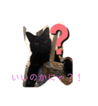 きじしろと黒猫3（個別スタンプ：16）