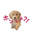 うちのまるおっさん。（個別スタンプ：23）