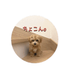 うちのまるおっさん。（個別スタンプ：35）