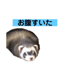 青島家のみお（個別スタンプ：3）