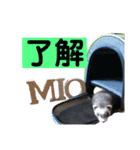 青島家のみお（個別スタンプ：4）
