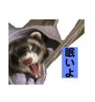 青島家のみお（個別スタンプ：5）