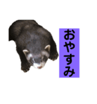 青島家のみお（個別スタンプ：6）