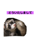 青島家のみお（個別スタンプ：8）