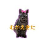 小夏とれもん（個別スタンプ：16）
