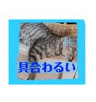 小夏とれもん（個別スタンプ：33）