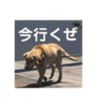 萩田じょん（個別スタンプ：16）