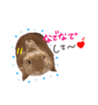 うさぎのおもち3（個別スタンプ：1）