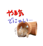 うさぎのおもち3（個別スタンプ：2）