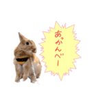 うさぎのおもち3（個別スタンプ：5）
