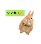 うさぎのおもち3（個別スタンプ：19）