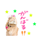 うさぎのおもち3（個別スタンプ：20）