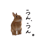 うさぎのおもち3（個別スタンプ：22）