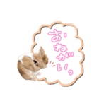 うさぎのおもち3（個別スタンプ：23）