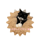 保護猫のもふちゃん♡"（個別スタンプ：2）
