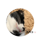 保護猫のもふちゃん♡"（個別スタンプ：4）