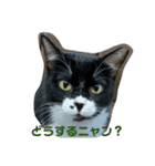 保護猫のもふちゃん♡"（個別スタンプ：6）
