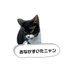 保護猫のもふちゃん♡"（個別スタンプ：10）