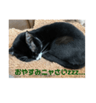 保護猫のもふちゃん♡"（個別スタンプ：11）