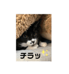 保護猫のもふちゃん♡"（個別スタンプ：12）