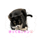 保護猫のもふちゃん♡"（個別スタンプ：16）