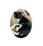 保護猫のもふちゃん♡"（個別スタンプ：17）
