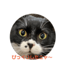 保護猫のもふちゃん♡"（個別スタンプ：23）