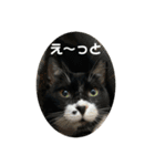 保護猫のもふちゃん♡"（個別スタンプ：24）