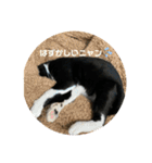保護猫のもふちゃん♡"（個別スタンプ：25）