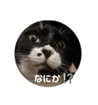 保護猫のもふちゃん♡"（個別スタンプ：26）