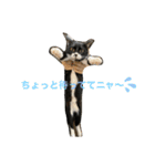 保護猫のもふちゃん♡"（個別スタンプ：29）