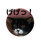 保護猫のもふちゃん♡"（個別スタンプ：31）
