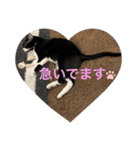 保護猫のもふちゃん♡"（個別スタンプ：32）