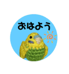 あみぐるみインコ3（個別スタンプ：1）