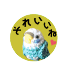 あみぐるみインコ3（個別スタンプ：19）