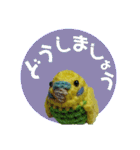 あみぐるみインコ3（個別スタンプ：22）