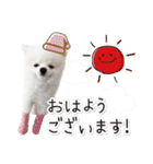 みんなのアイドル！！ ボムちゃんスタンプ（個別スタンプ：1）