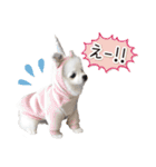 みんなのアイドル！！ ボムちゃんスタンプ（個別スタンプ：12）
