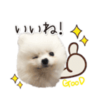 みんなのアイドル！！ ボムちゃんスタンプ（個別スタンプ：13）