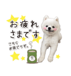 みんなのアイドル！！ ボムちゃんスタンプ（個別スタンプ：25）