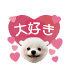 みんなのアイドル！！ ボムちゃんスタンプ（個別スタンプ：36）