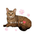 我が家の癒しさん（個別スタンプ：3）