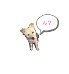 我が家の癒しさん（個別スタンプ：4）