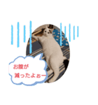 我が家の癒しさん（個別スタンプ：8）