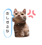 悟空と銀のお話（個別スタンプ：12）